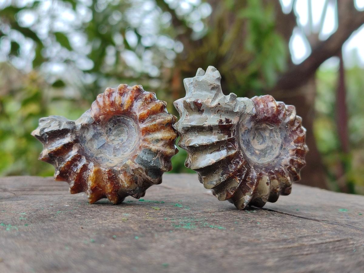 Polished Cleoniceras "Jigsaw" Ammonite Fossils x 6 From Tulear, Madagascar - Toprock Gemstones and Minerals 