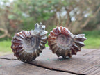 Polished Cleoniceras "Jigsaw" Ammonite Fossils x 6 From Tulear, Madagascar - Toprock Gemstones and Minerals 
