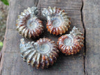 Polished Cleoniceras "Jigsaw" Ammonite Fossils x 6 From Tulear, Madagascar - Toprock Gemstones and Minerals 