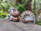 Polished Cleoniceras "Jigsaw" Ammonite Fossils x 6 From Tulear, Madagascar - Toprock Gemstones and Minerals 