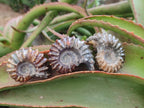 Polished Cleoniceras "Jigsaw" Ammonite Fossils x 6 From Tulear, Madagascar - Toprock Gemstones and Minerals 