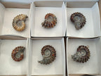 Polished Cleoniceras "Jigsaw" Ammonite Fossils x 6 From Tulear, Madagascar - Toprock Gemstones and Minerals 