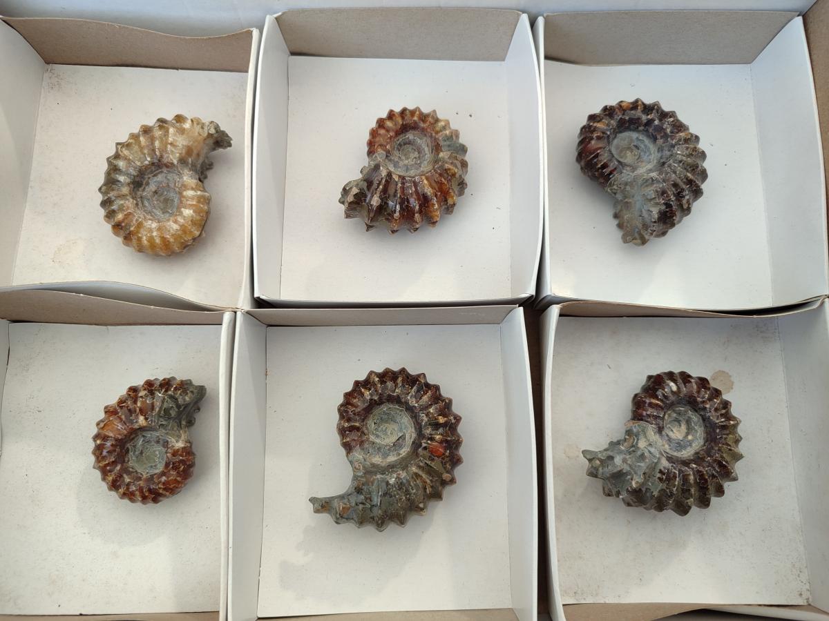 Polished Cleoniceras "Jigsaw" Ammonite Fossils x 6 From Tulear, Madagascar - Toprock Gemstones and Minerals 