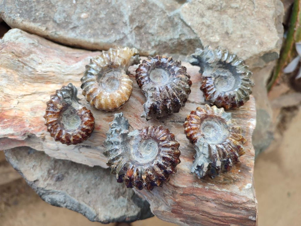 Polished Cleoniceras "Jigsaw" Ammonite Fossils x 6 From Tulear, Madagascar - Toprock Gemstones and Minerals 
