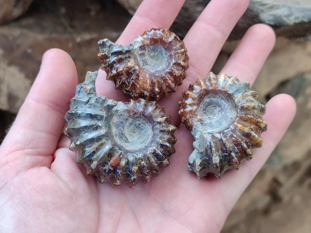 Polished Cleoniceras "Jigsaw" Ammonite Fossils x 6 From Tulear, Madagascar - Toprock Gemstones and Minerals 