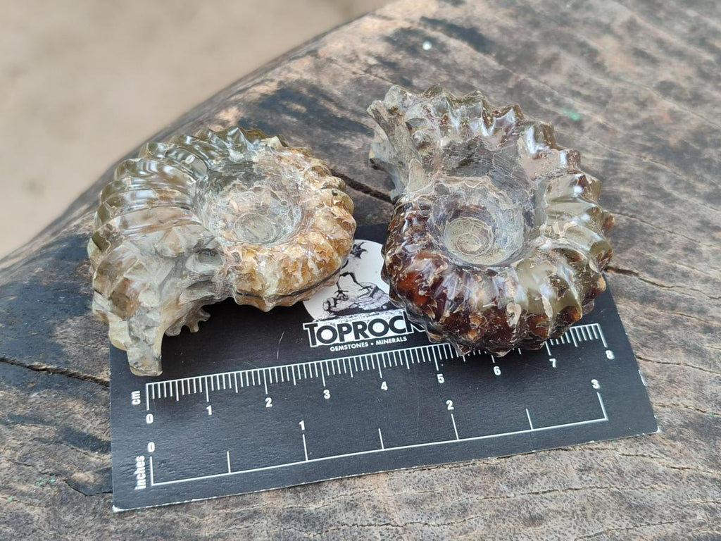 Polished Cleoniceras "Jigsaw" Ammonite Fossils x 6 From Tulear, Madagascar - Toprock Gemstones and Minerals 