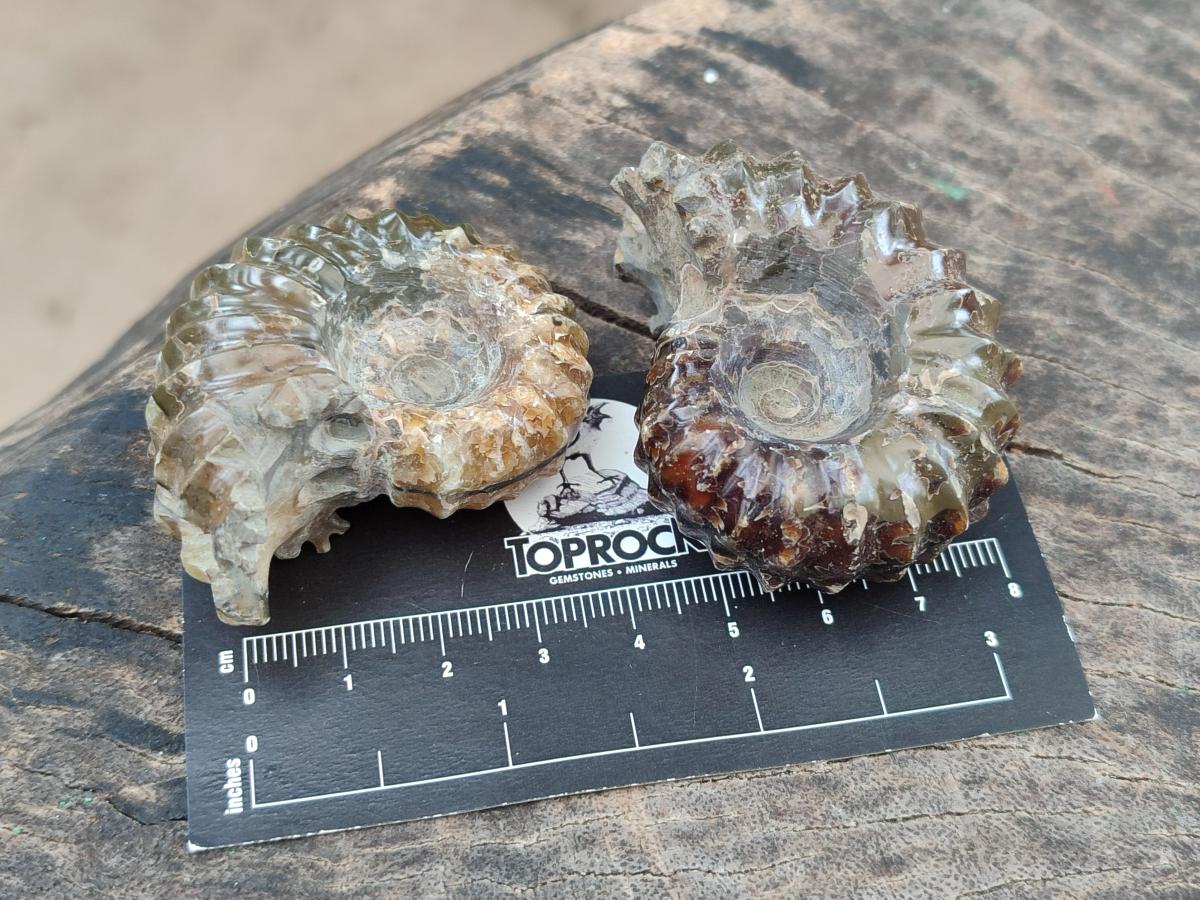 Polished Cleoniceras "Jigsaw" Ammonite Fossils x 6 From Tulear, Madagascar - Toprock Gemstones and Minerals 