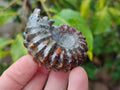 Polished Cleoniceras "Jigsaw" Ammonite Fossils x 6 From Tulear, Madagascar - Toprock Gemstones and Minerals 