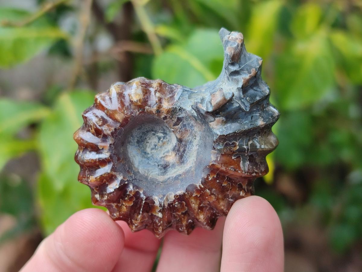 Polished Cleoniceras "Jigsaw" Ammonite Fossils x 6 From Tulear, Madagascar - Toprock Gemstones and Minerals 
