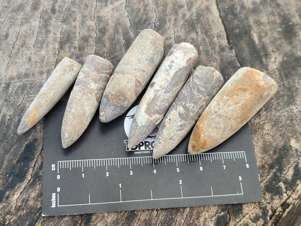 Natural Belemnite Rostrum Fossils x 2.37 Kg Lot From Madagascar - Toprock Gemstones and Minerals 
