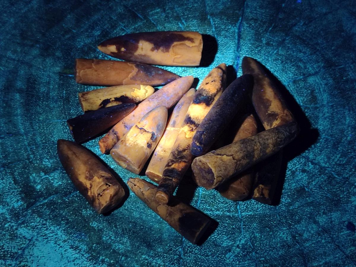 Natural Belemnite Rostrum Fossils x 2.37 Kg Lot From Madagascar - Toprock Gemstones and Minerals 
