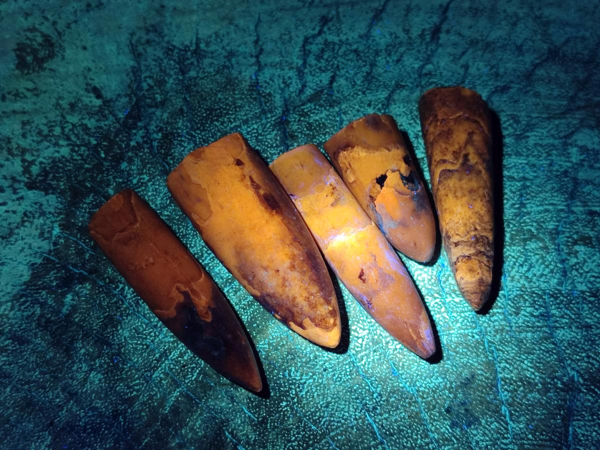 Natural Belemnite Rostrum Fossils x 2.37 Kg Lot From Madagascar - Toprock Gemstones and Minerals 