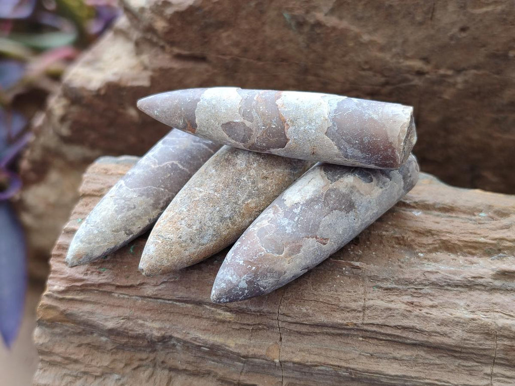 Natural Belemnite Rostrum Fossils x 2.37 Kg Lot From Madagascar - Toprock Gemstones and Minerals 