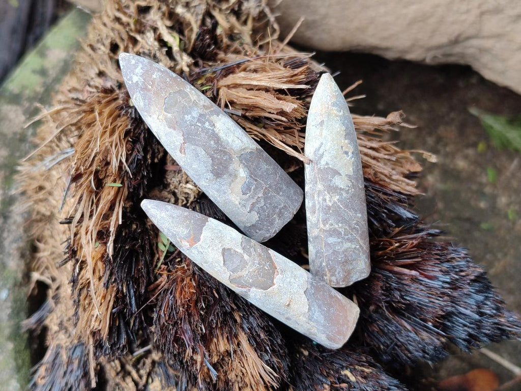 Natural Belemnite Rostrum Fossils x 2.37 Kg Lot From Madagascar - Toprock Gemstones and Minerals 