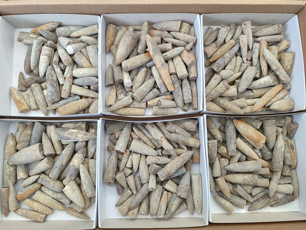 Natural Belemnite Rostrum Fossils x 2.37 Kg Lot From Madagascar - Toprock Gemstones and Minerals 