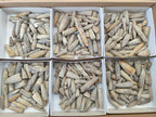 Natural Belemnite Rostrum Fossils x 2.37 Kg Lot From Madagascar - Toprock Gemstones and Minerals 