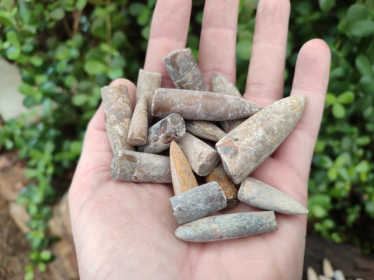Natural Belemnite Rostrum Fossils x 2.37 Kg Lot From Madagascar - Toprock Gemstones and Minerals 
