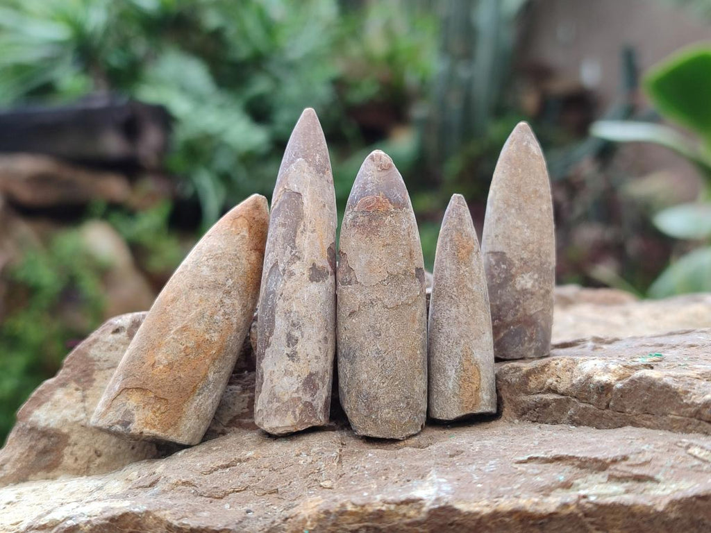 Natural Belemnite Rostrum Fossils x 2.37 Kg Lot From Madagascar - Toprock Gemstones and Minerals 
