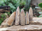 Natural Belemnite Rostrum Fossils x 2.37 Kg Lot From Madagascar - Toprock Gemstones and Minerals 