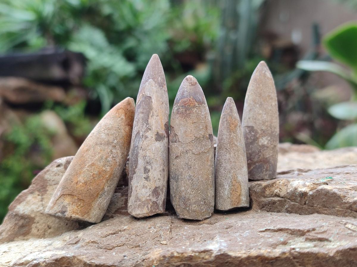 Natural Belemnite Rostrum Fossils x 2.37 Kg Lot From Madagascar - Toprock Gemstones and Minerals 