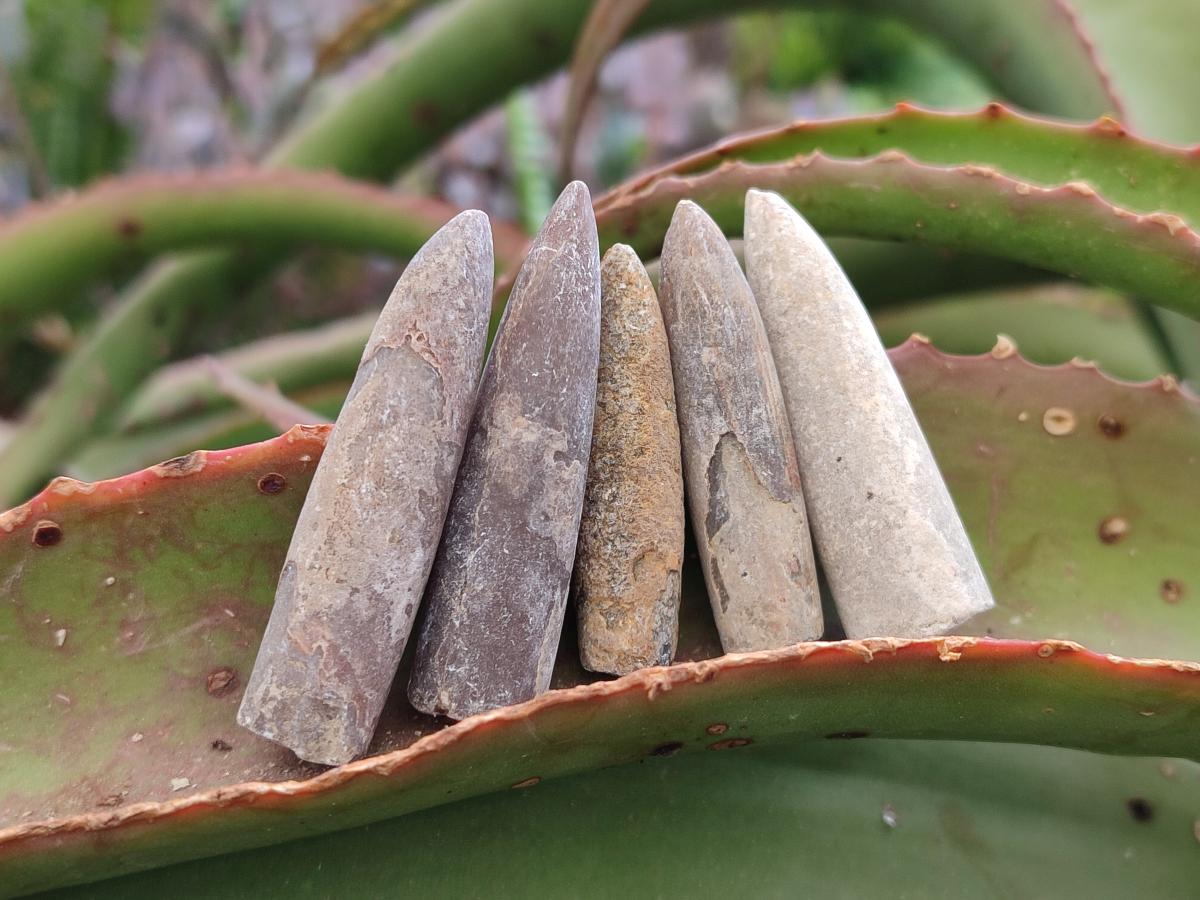 Natural Belemnite Rostrum Fossils x 2.37 Kg Lot From Madagascar - Toprock Gemstones and Minerals 