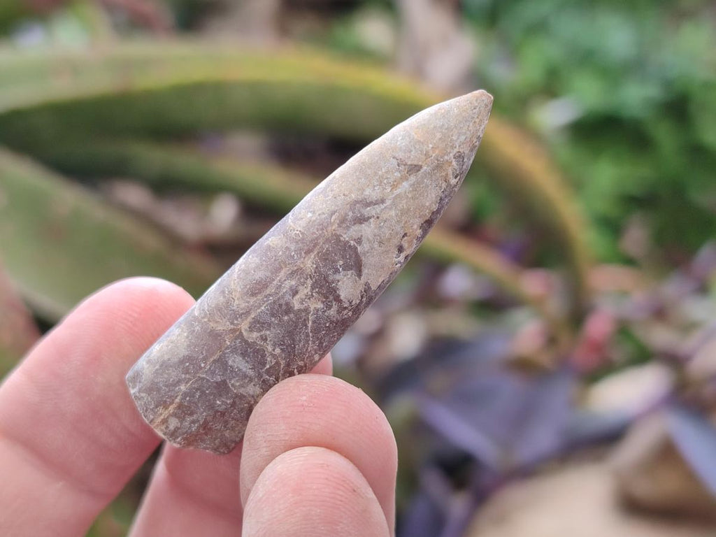 Natural Belemnite Rostrum Fossils x 2.37 Kg Lot From Madagascar - Toprock Gemstones and Minerals 