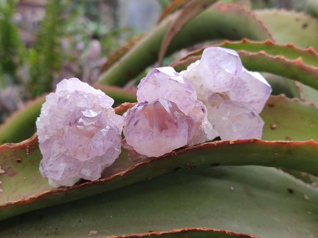 Natural Spirit Amethyst Clusters x 20 From Boekenhouthoek, South Africa - Toprock Gemstones and Minerals 