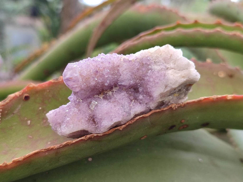 Natural Spirit Amethyst Clusters x 20 From Boekenhouthoek, South Africa - Toprock Gemstones and Minerals 