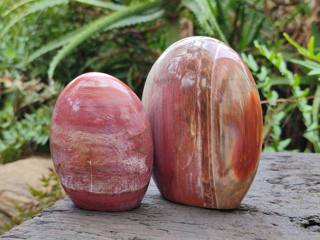 Polished Red Podocarpus Petrified Wood Standing Display Pieces x 4 From Mahajanga, Madagascar - Toprock Gemstones and Minerals 