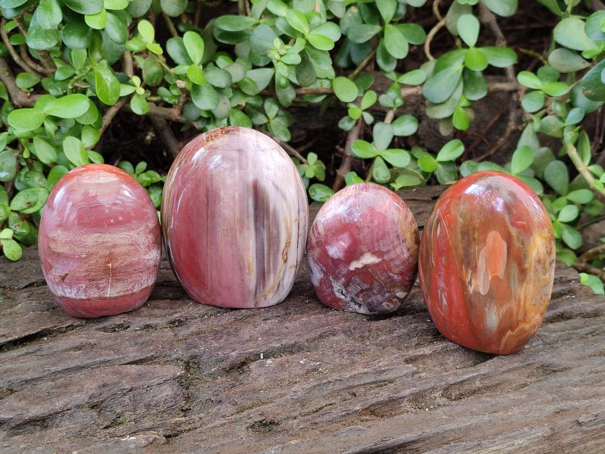 Polished Red Podocarpus Petrified Wood Standing Display Pieces x 4 From Mahajanga, Madagascar - Toprock Gemstones and Minerals 