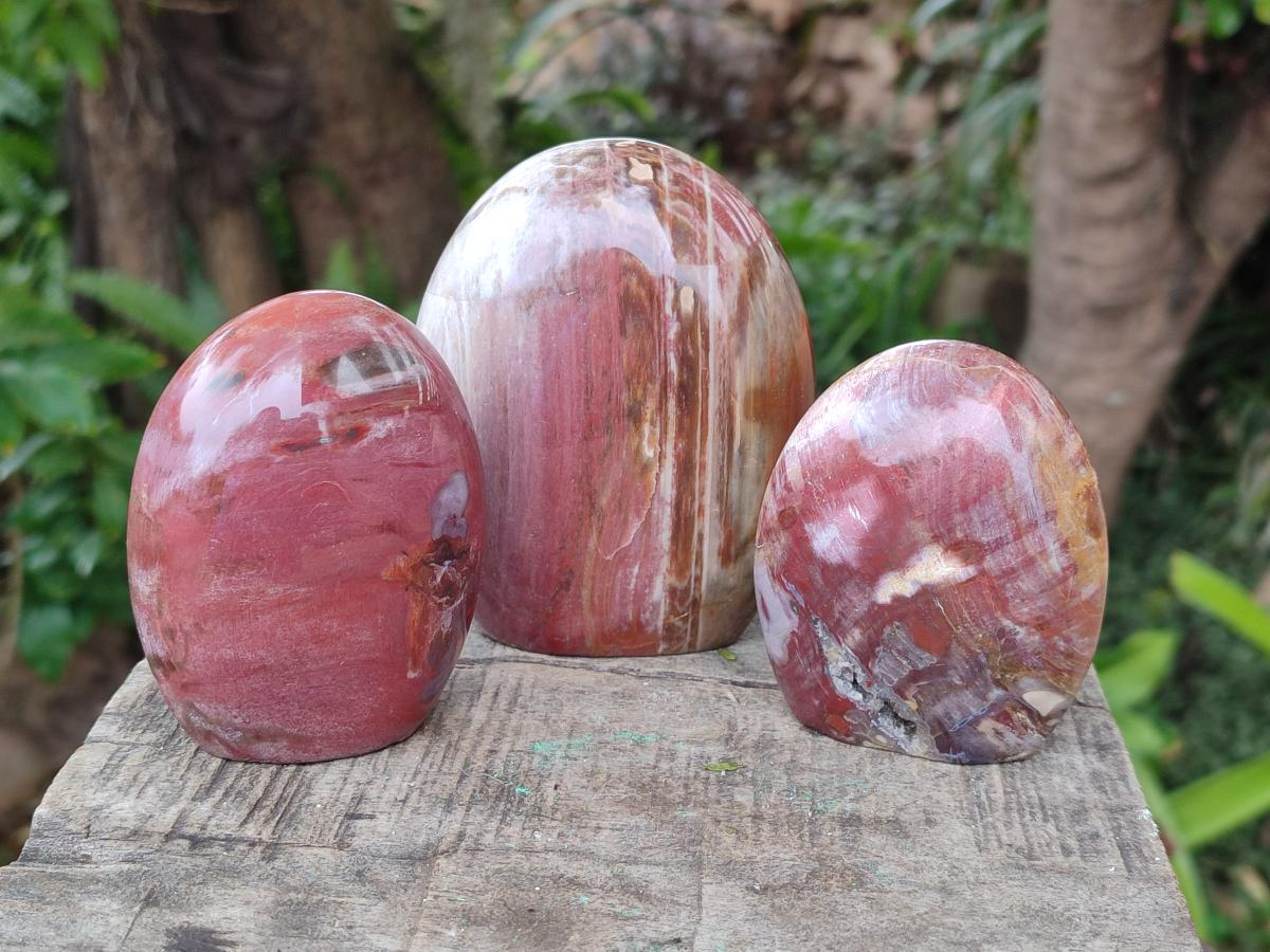 Polished Red Podocarpus Petrified Wood Standing Display Pieces x 4 From Mahajanga, Madagascar - Toprock Gemstones and Minerals 