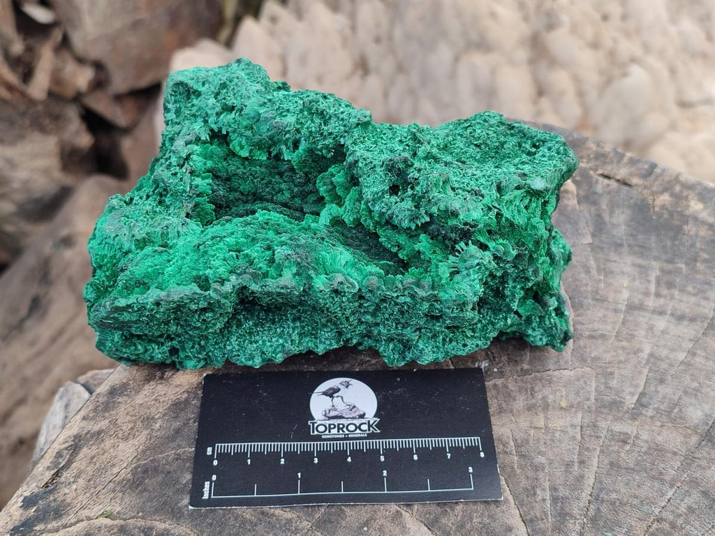 Natural Large Cabinet Silky Malachite Specimen x 1 From Kasompe, Congo - Toprock Gemstones and Minerals 