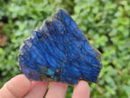 Polished One Side Labradorite Slices x 12 From Madagascar - Toprock Gemstones and Minerals 