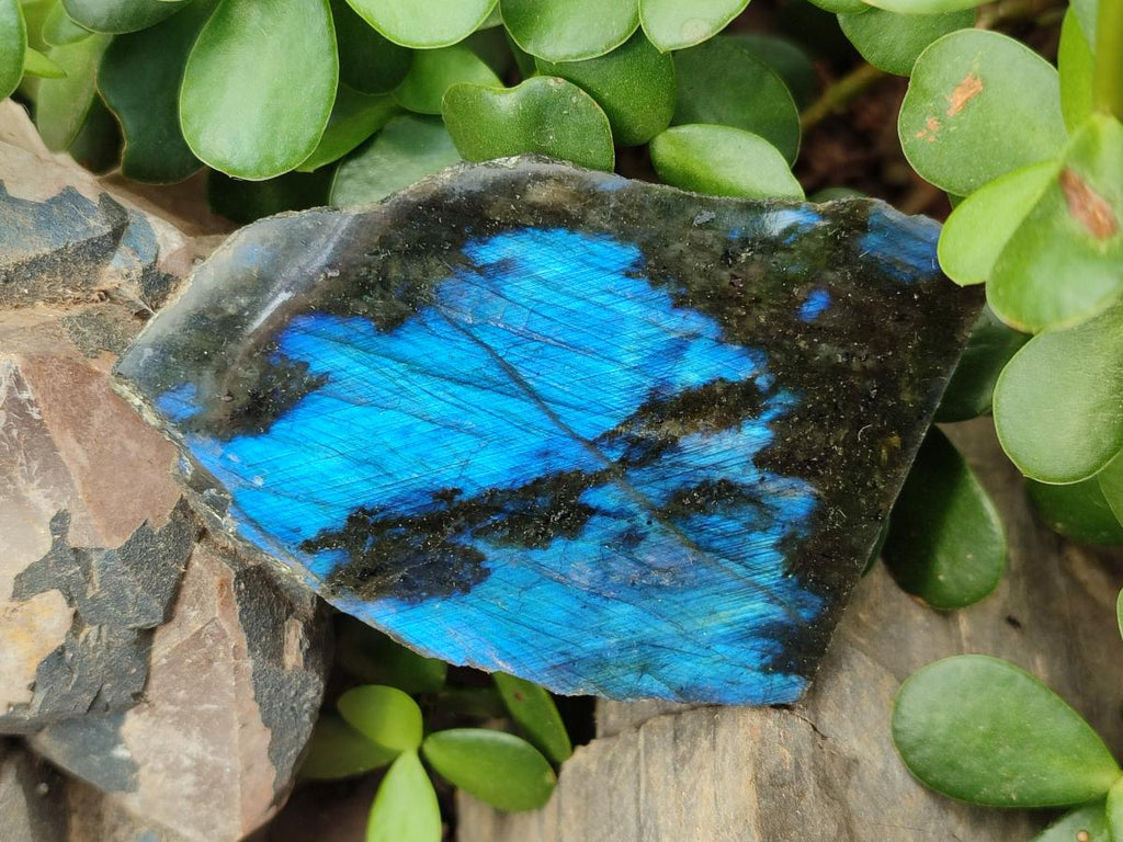 Polished One Side Labradorite Slices x 12 From Madagascar - Toprock Gemstones and Minerals 