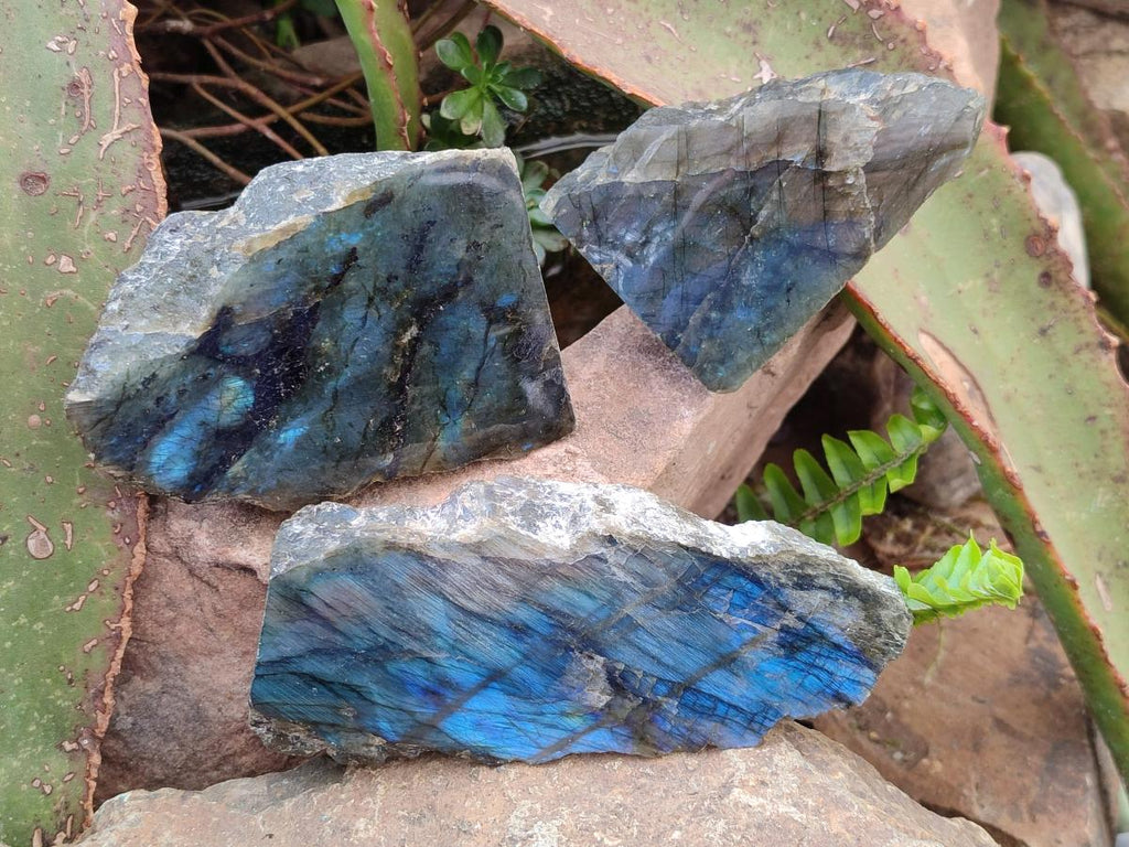 Polished One Side Labradorite Slices x 12 From Madagascar - Toprock Gemstones and Minerals 