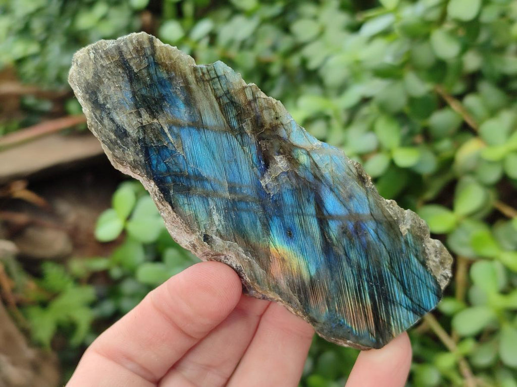 Polished One Side Labradorite Slices x 12 From Madagascar - Toprock Gemstones and Minerals 