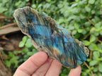 Polished One Side Labradorite Slices x 12 From Madagascar - Toprock Gemstones and Minerals 