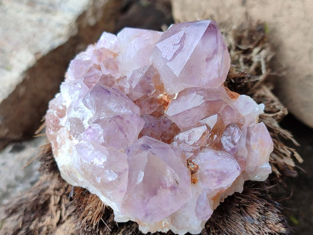 Natural Spirit Amethyst Clusters x 6 From Boekenhouthoek, South Africa - Toprock Gemstones and Minerals 