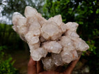Natural Large Splayed Cascading White Phantom Smokey Luena Quartz Cluster x 1 From Luena, Congo - Toprock Gemstones and Minerals 