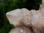 Natural Large Splayed Cascading White Phantom Smokey Luena Quartz Cluster x 1 From Luena, Congo - Toprock Gemstones and Minerals 