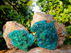 Natural Cabinet Dioptase on Dolomite Specimens x 2 From Likasi, Congo - Toprock Gemstones and Minerals 