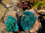Natural Cabinet Dioptase on Dolomite Specimens x 2 From Likasi, Congo - Toprock Gemstones and Minerals 
