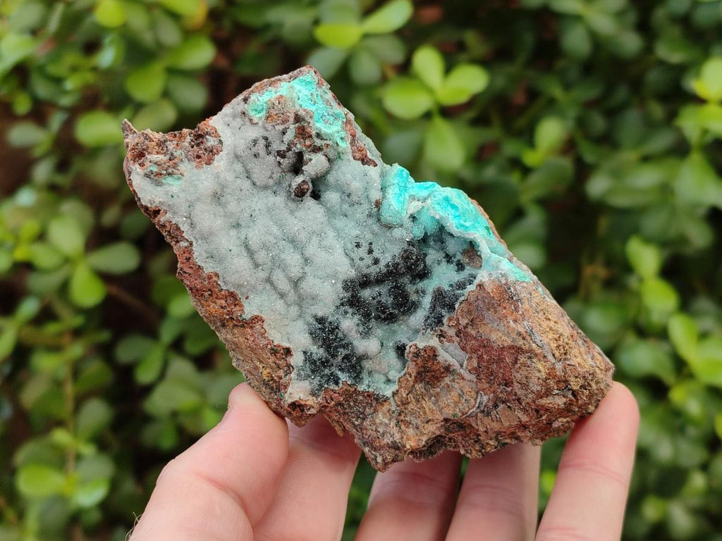Natural Drusy Coated Chrysocolla with Malachite and Heterogenite on Dolomite Specimens x 2 From Lupoto Mine, Congo - Toprock Gemstones and Minerals 
