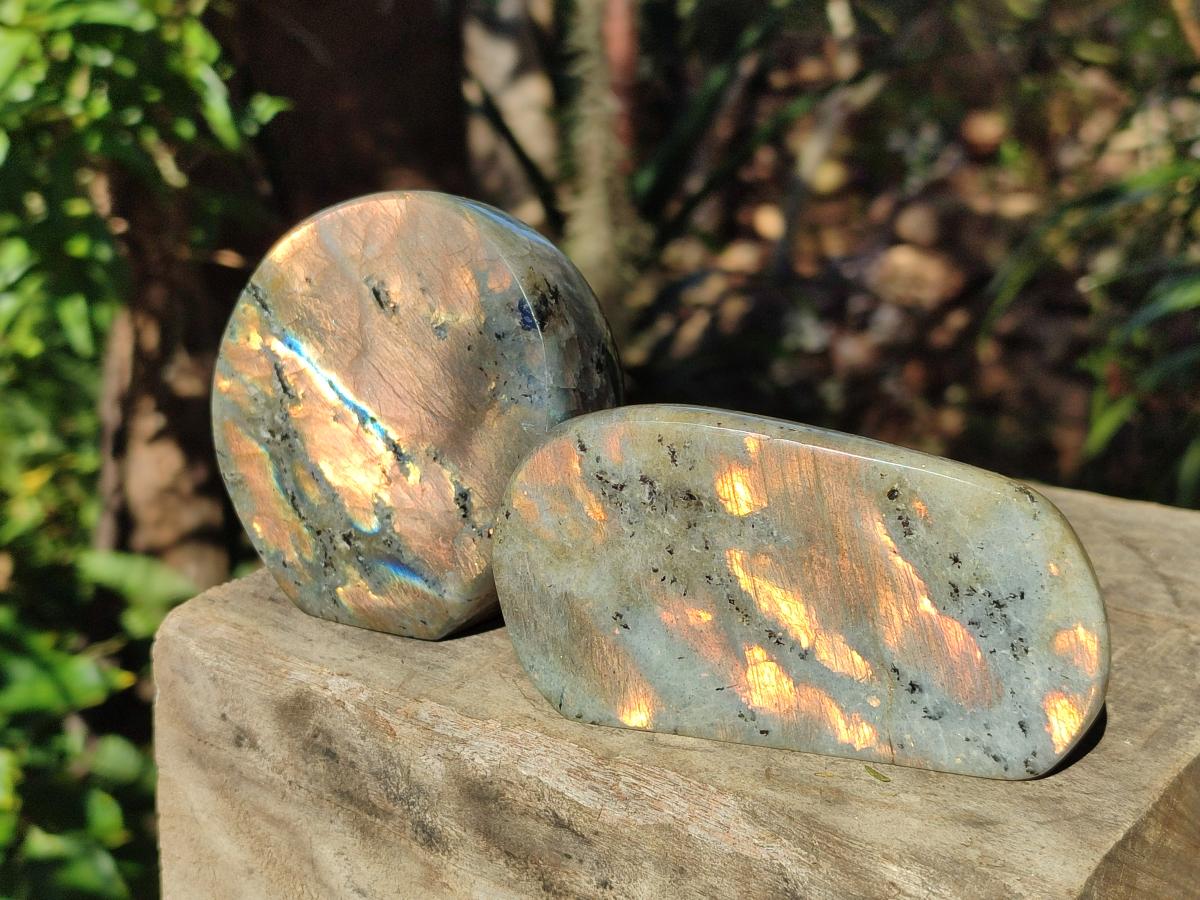 Polished Rare Orange-Gold Sunset Flash Labradorite Standing Display Pieces x 3 From Madagascar - Toprock Gemstones and Minerals 