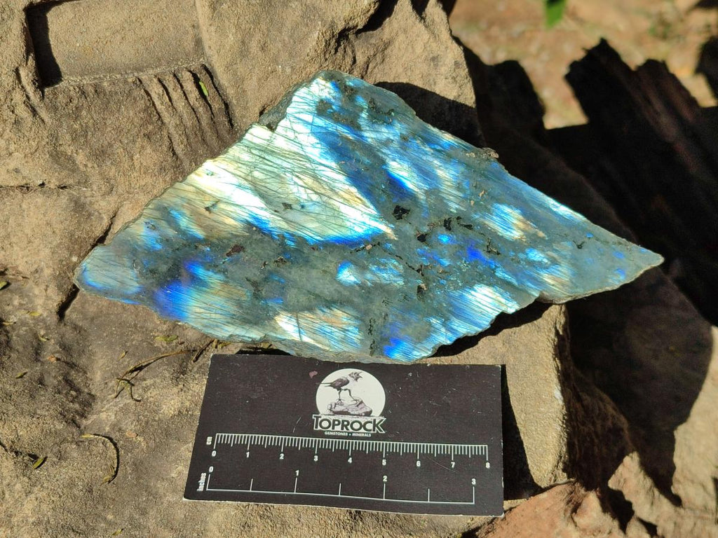 Polished One Side Labradorite Slices x 6 From Madagascar - Toprock Gemstones and Minerals 