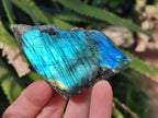 Polished Labradorite Slices x 24 From Madagascar - Toprock Gemstones and Minerals 