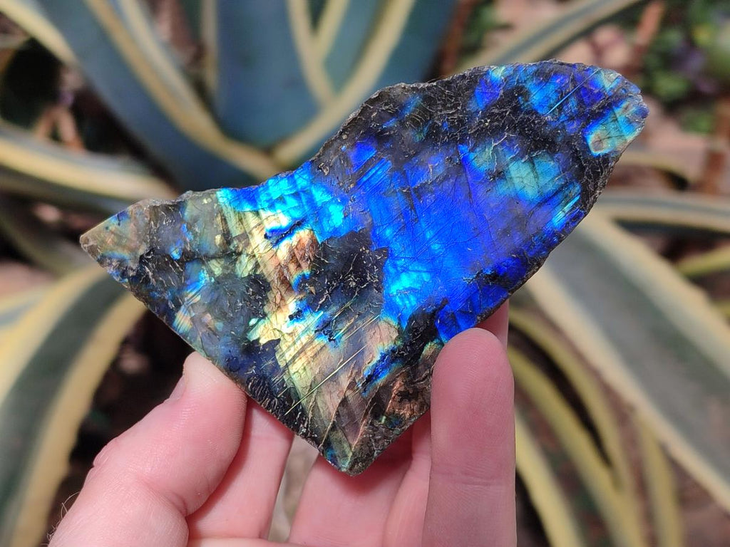 Polished Labradorite Slices x 24 From Madagascar - Toprock Gemstones and Minerals 