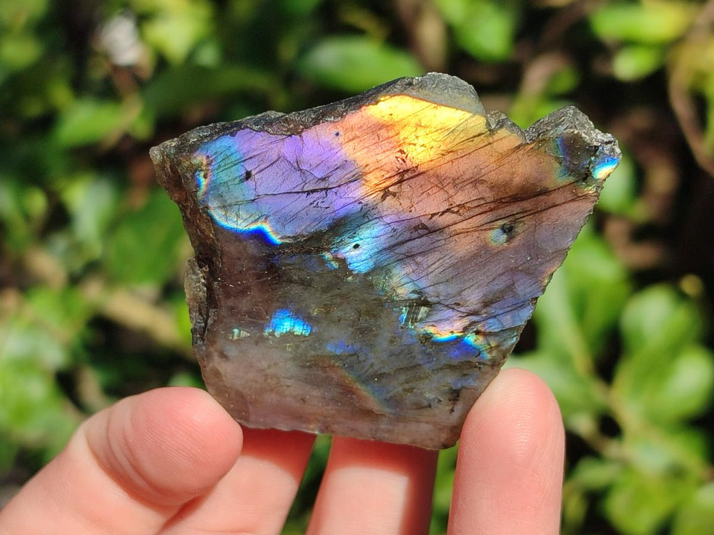 Polished Labradorite Slices x 24 From Madagascar - Toprock Gemstones and Minerals 