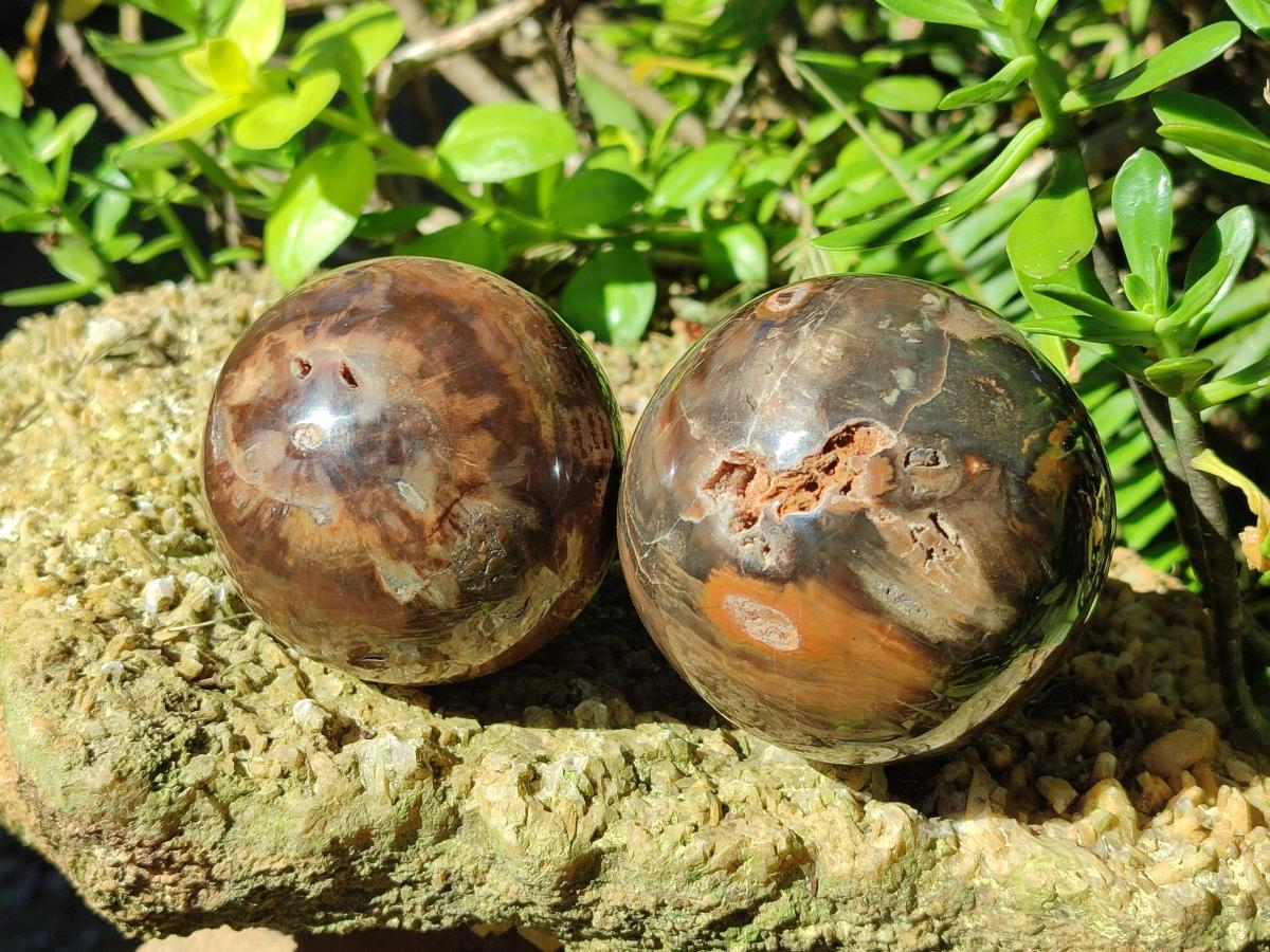 Polished Dadoxylon Petrified Wood Spheres x 3 From Gokwe, Zimbabwe - Toprock Gemstones and Minerals 