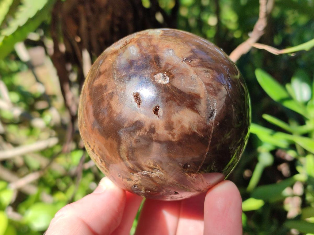 Polished Dadoxylon Petrified Wood Spheres x 3 From Gokwe, Zimbabwe - Toprock Gemstones and Minerals 